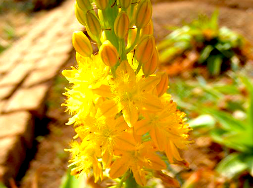 Bulbine Plant